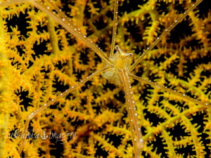 Happy Face
A type of Inachidae?  Family of approx 7 livi... by Jan Morton 